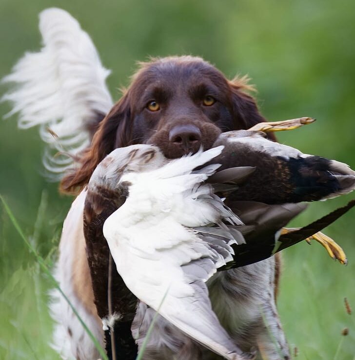 Anmeldung zur Jagdhundeausbildung 2026